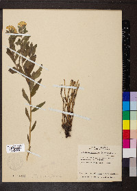 Lithospermum canescens image