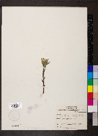 Lithospermum canescens image