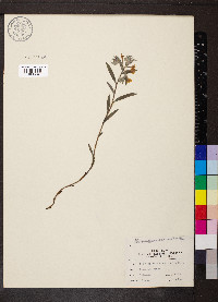 Lithospermum canescens image