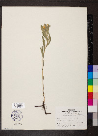 Lithospermum canescens image