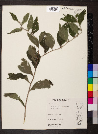 Lithospermum latifolium image