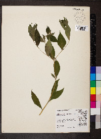 Lithospermum latifolium image