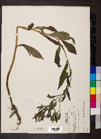 Lithospermum latifolium image