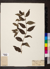 Lithospermum latifolium image