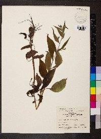 Lithospermum latifolium image