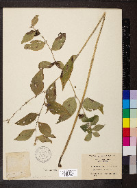 Lithospermum latifolium image