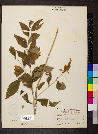 Lithospermum latifolium image