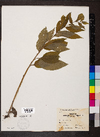 Lithospermum latifolium image