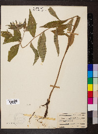 Lithospermum latifolium image