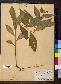 Lithospermum latifolium image