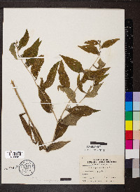 Lithospermum latifolium image