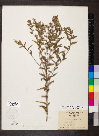 Lithospermum caroliniense image