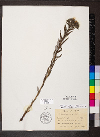 Lithospermum caroliniense image