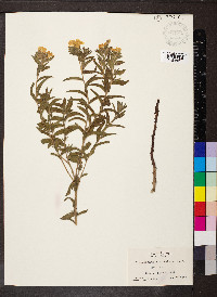 Lithospermum caroliniense image