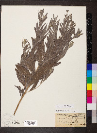 Lithospermum molle image