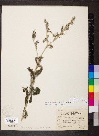 Lithospermum occidentale image