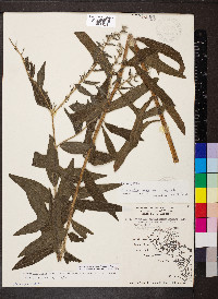 Lithospermum occidentale image