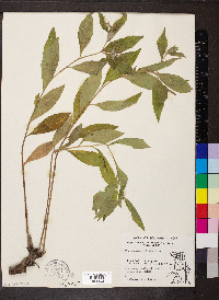 Lithospermum officinale image