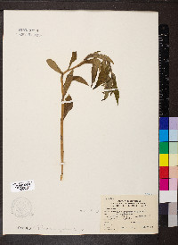 Lithospermum officinale image