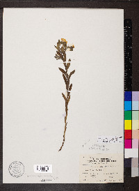 Lithospermum canescens image