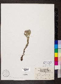 Lithospermum canescens image