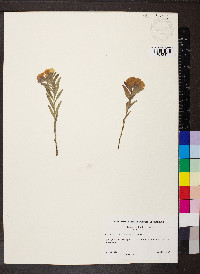 Lithospermum canescens image