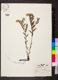 Lithospermum canescens image