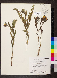 Lithospermum canescens image