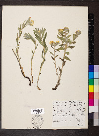 Lithospermum canescens image