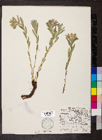 Lithospermum canescens image