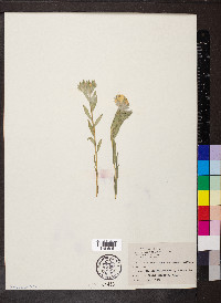 Lithospermum canescens image