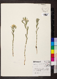 Lithospermum canescens image