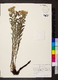 Lithospermum canescens image