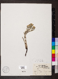 Lithospermum canescens image