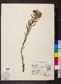 Lithospermum caroliniense image