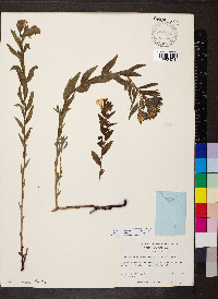 Lithospermum caroliniense image