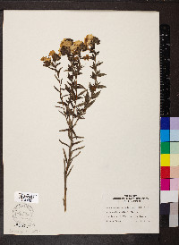 Lithospermum caroliniense image