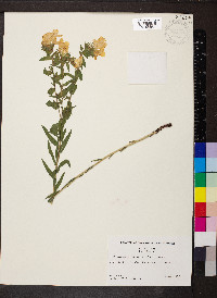 Lithospermum caroliniense image