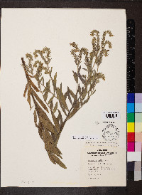 Lithospermum molle image