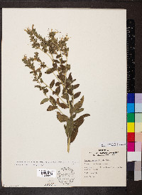 Lithospermum molle image