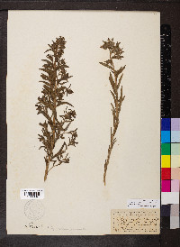 Lithospermum multiflorum image