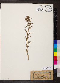 Lithospermum multiflorum image