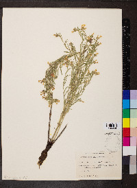 Lithospermum multiflorum image