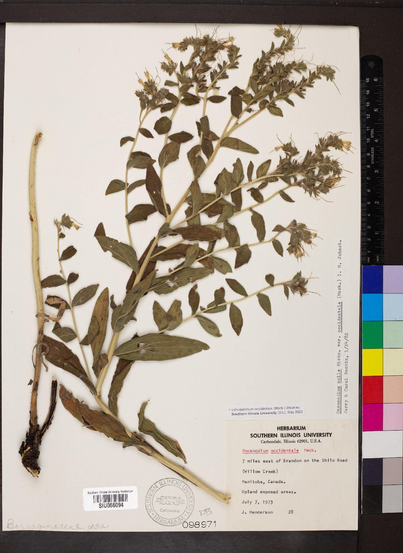 Lithospermum occidentale image