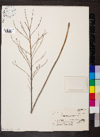 Lithospermum officinale image