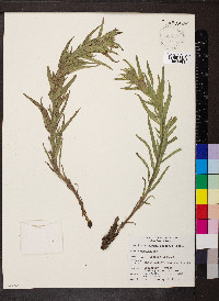 Lithospermum ruderale image