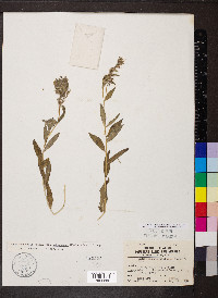 Lithospermum subsetosum image