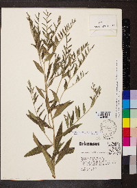 Lithospermum subsetosum image