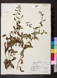 Lithospermum tuberosum image