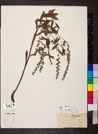 Onosmodium virginianum image